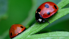 Siebenpunkt-Marienkäfer (8).jpg